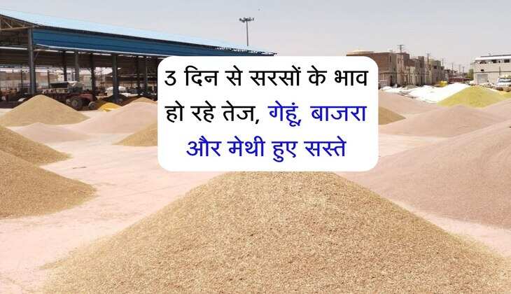 Kota Mandi bhav: 3 दिन से सरसों के भाव हो रहे तेज, गेहूं, बाजरा और मेथी हुए सस्ते