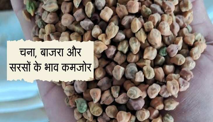 Alwar Mandi: चना, बाजरा और सरसों के भाव कमजोर, ग्वार हुआ तेज