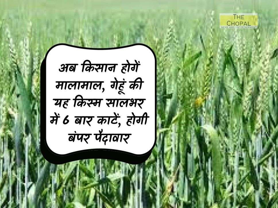 Now farmers will be rich, harvest this variety of wheat 6 times in a year, there will be bumper yield.