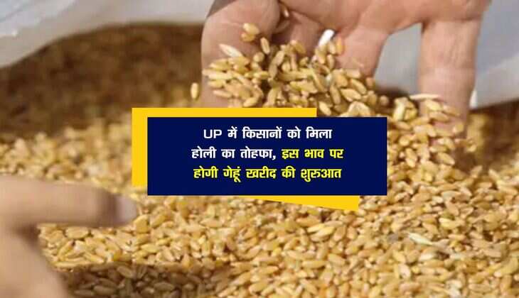 UP में किसानों को मिला होली का तोहफा, इस भाव पर होगी गेहूं खरीद की शुरुआत