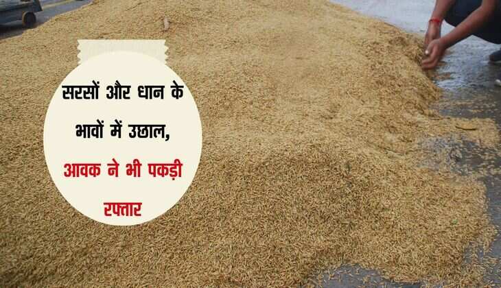 Kota Mandi bhav: सरसों और धान के भावों में उछाल, आवक ने भी पकड़ी रफ्तार