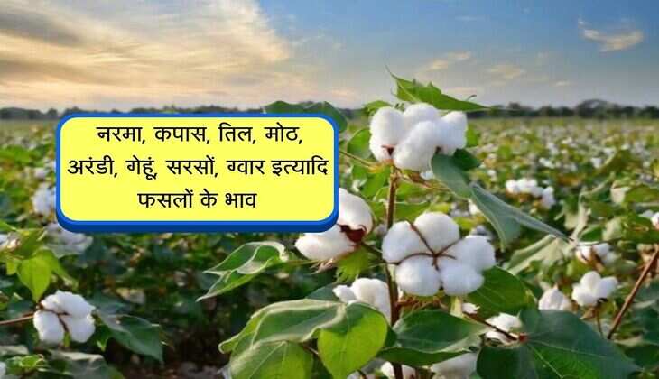 Rawatsar Mandi Bhav: नरमा, कपास, तिल, मोठ, अरंडी, गेहूं, सरसों, ग्वार इत्यादि फसलों के भाव