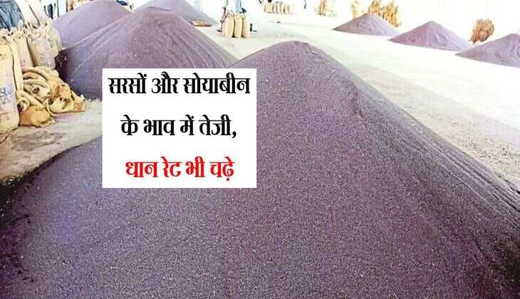 Kota Mandi bhav: सरसों और सोयाबीन के भाव में तेजी, धान रेट भी चढ़े