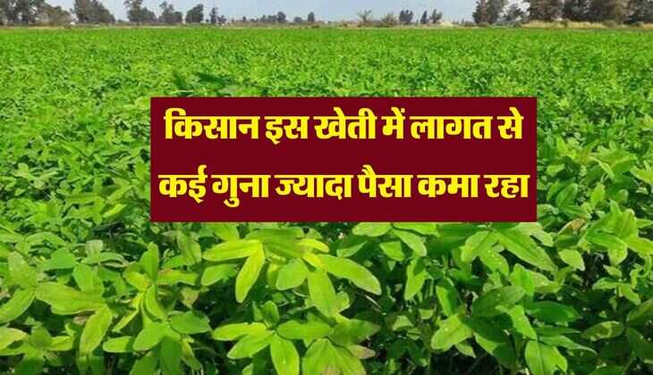 किसान इस खेती में लागत से कई गुना ज्यादा पैसा कमा रहा, 22 दिन में होती है फसल पककर तैयार