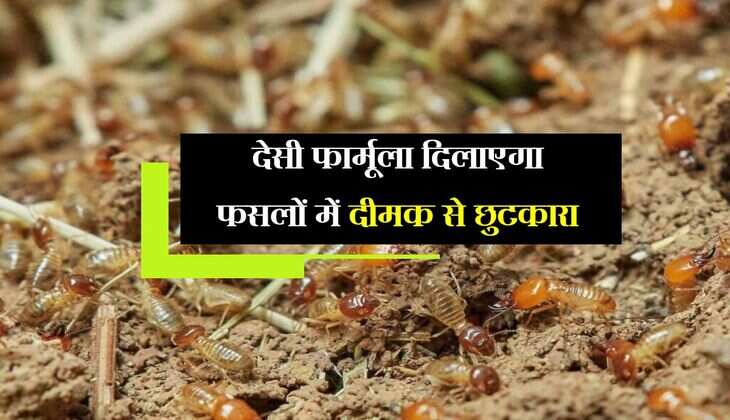 Termite Problem: देसी फार्मूला दिलाएगा फसलों में दीमक से छुटकारा, बढ़ेगी किसानों की उपज