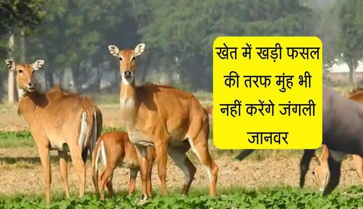 खेत में खड़ी फसल की तरफ मुंह भी नहीं करेंगे जंगली जानवर, अपना लीजिए ये देशी तरीका