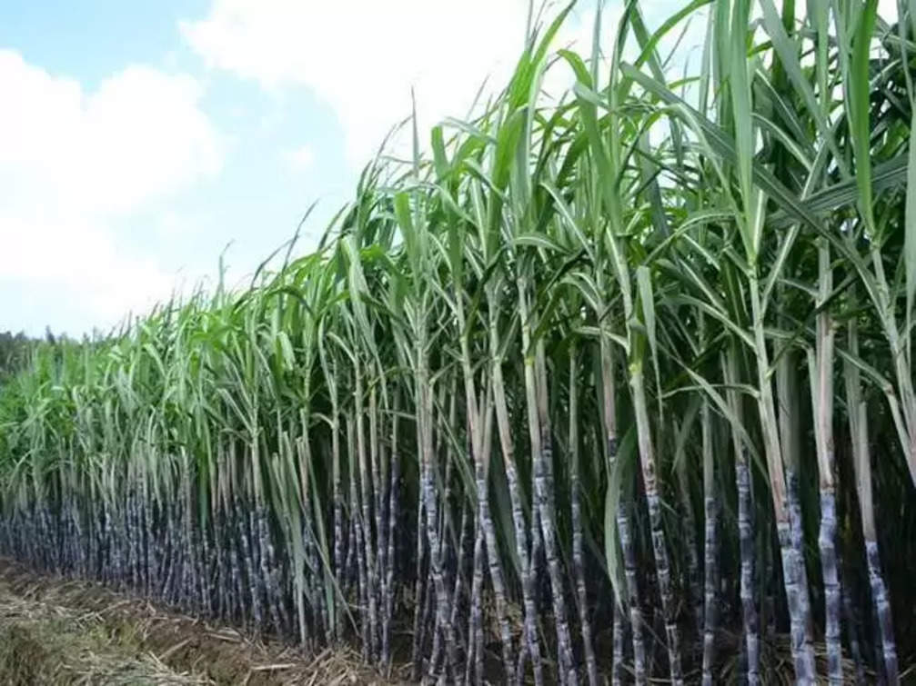 Good news for sugarcane farmers! Dhanuka Agritech's new weed killer, know what is special about it