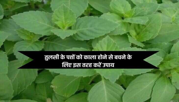 तुलसी के पत्तों को काला होने से बचने के लिए इस तरह करें उपाय