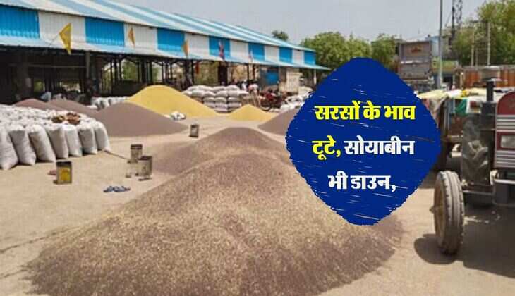 Kota Mandi Bhav: सरसों के भाव टूटे, सोयाबीन भी डाउन, जानिए कृषि उपज भाव