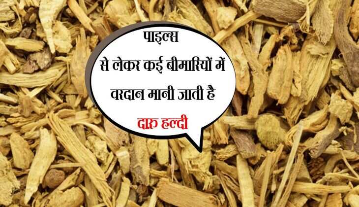 Daru Haldi: पाइल्स से लेकर कई बीमारियों में वरदान मानी जाती है दारु हल्दी, सेहत को मिलेगें गजब के फायदे 