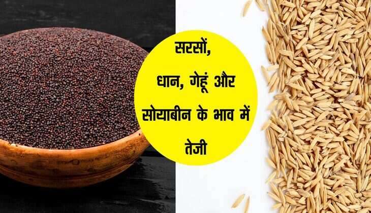 Kota Mandi bhav: सरसों, धान, गेहूं और सोयाबीन के भाव में तेजी, जानिए क्या सभी फसल रेट