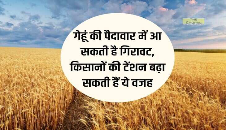 गेहूं की पैदावार में आ सकती है गिरावट, किसानों की टेंशन बढ़ा सकती हैं ये वजह