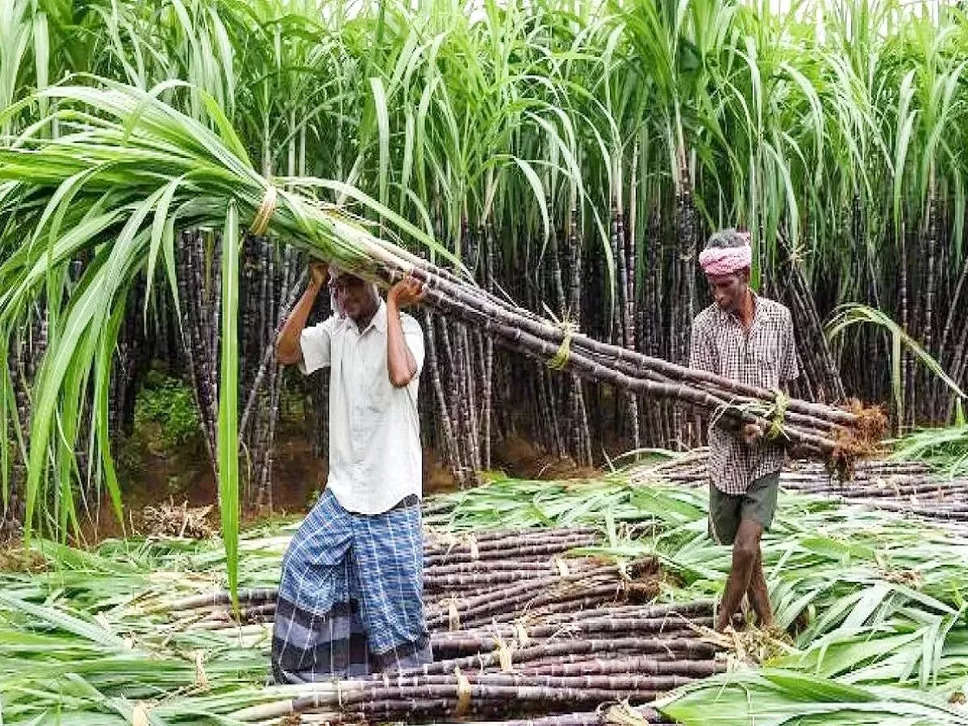 UP के गन्ना किसानों की हुई मौज, अब सीधा खातों में आएगा डिफर मूल्य 