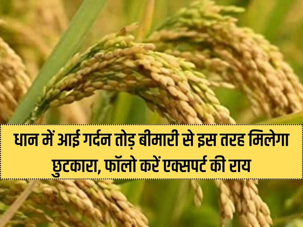 This way you will get relief from break neck disease in paddy, follow the expert's opinion