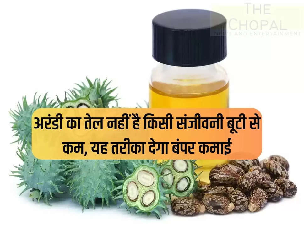 Castor oil is no less than a sanjeevani herb, this method will give bumper earnings