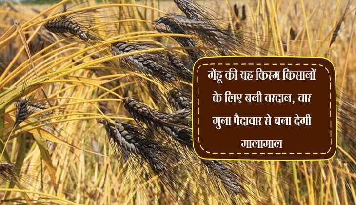 Wheat: गेंहू की यह किस्म किसानों के लिए बनी वरदान, चार गुना पैदावार से बना देगी मालामाल