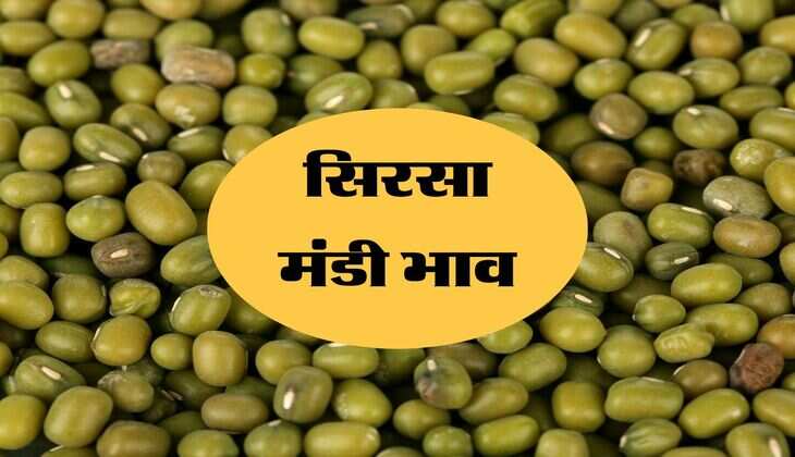 सिरसा मंडी भाव 20 जून 2024 : सरसों की कीमतें स्थिर, नरमा और मूंग में आई तेजी