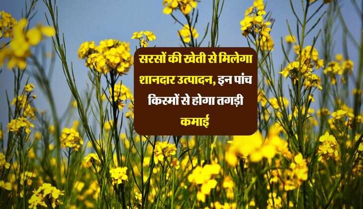 सरसों की खेती से मिलेगा शानदार उत्पादन, इन पांच किस्मों से होगा तगड़ी कमाई 