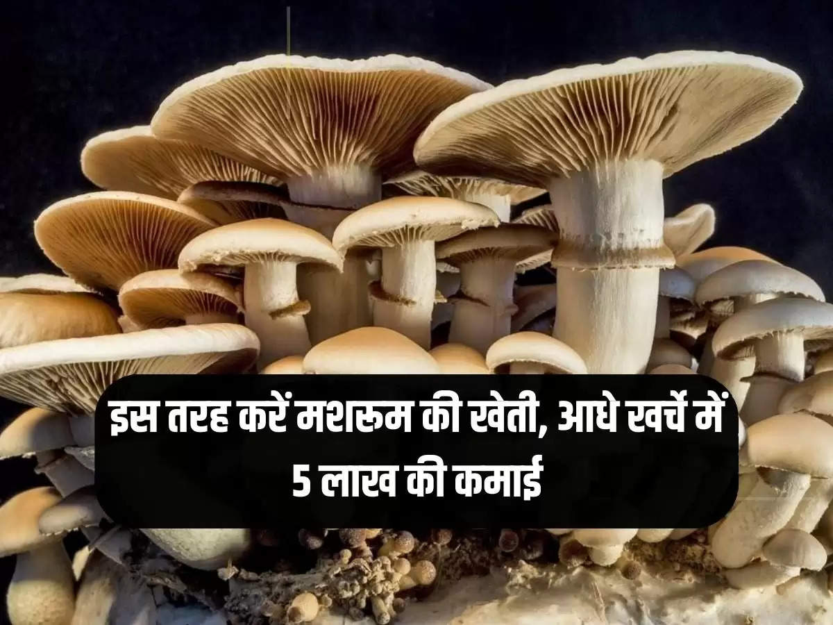 Milky Mushroom High Income: Do mushroom farming like this, earn 5 lakhs in half the cost