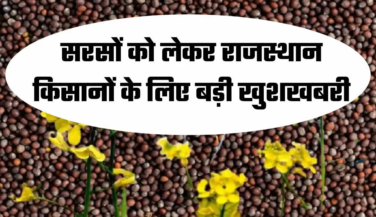 सरसों को लेकर राजस्थान किसानों के लिए बड़ी खुशखबरी