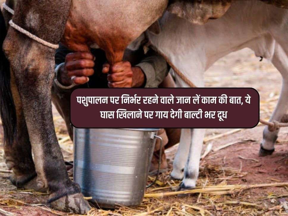 पशुपालन पर निर्भर रहने वाले जान लें काम की बात, ये घास खिलाने पर गाय देगी बाल्टी भर दूध