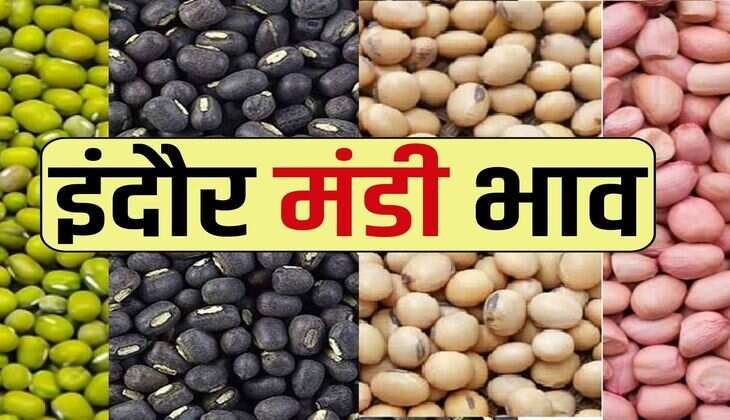 Indore Mandi Bhav : उड़द व तुअर की कीमत में उछाल, सोयाबीन में भी आज तेजी 