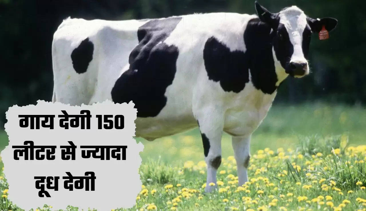 अब गाय देगी 150 लीटर से ज्यादा दूध देगी ,इस देश ने तैयार की ‘सुपर गाय’, जाने पूरी खबर   