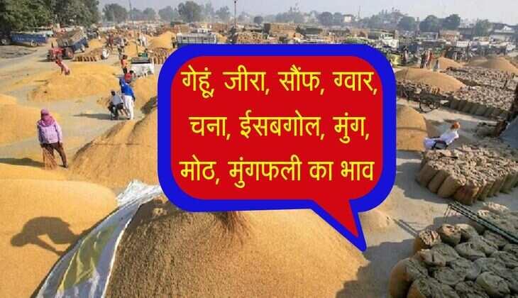 Bikaner Mandi Bhav: गेहूं, जीरा, सौंफ, ग्वार, चना, ईसबगोल, मुंग, मोठ, मुंगफली का भाव 