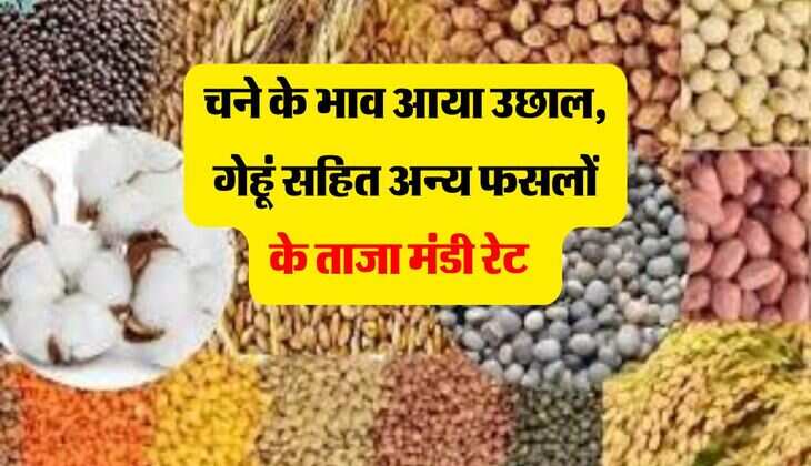 Mandi Bhav: चने के भाव आया उछाल, गेहूं सहित अन्य फसलों के ताजा मंडी रेट  