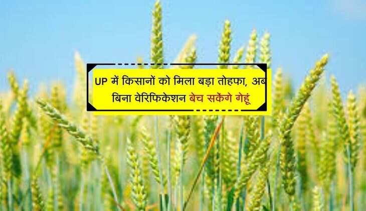 UP में किसानों को मिला बड़ा तोहफा, अब बिना वेरिफिकेशन बेच सकेंगे गेहूं
