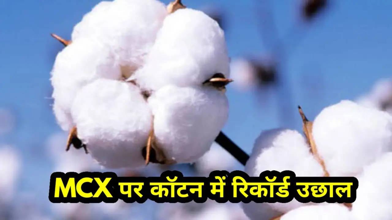 Cotton record high on MCX today