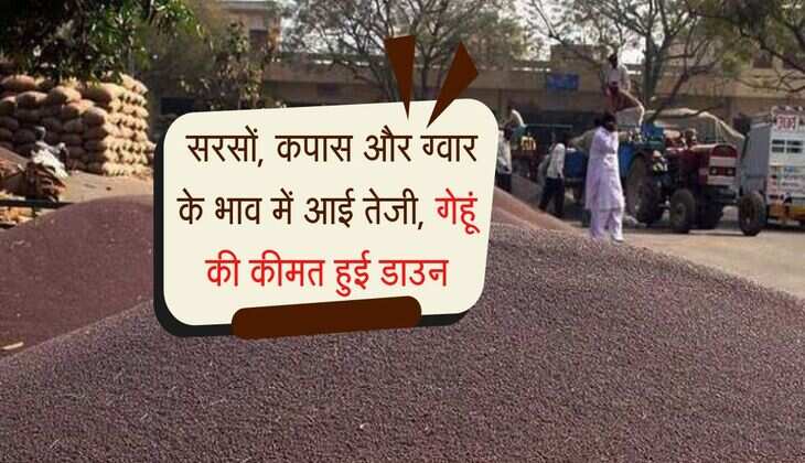 Alwar Mandi Bhav: सरसों, कपास और ग्वार के भाव में आई तेजी, गेहूं की कीमत हुई डाउन
