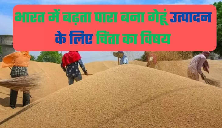 भारत में बढ़ता पारा बना गेहूं उत्पादन के लिए चिंता का विषय,