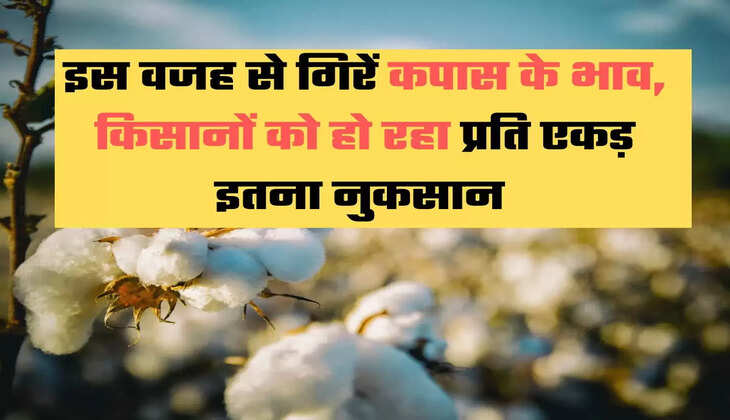 मुनाफे की जगह घाटा, गुजरात के कपास उत्पादक परेशान, कपास के किसान परेशान, कपास की कीमतों में बड़ी गिरावट, कपास की कीमतों में कमी, Extend MSP to cotton, Cotton sabarkantha, Cotton Farmers in Distress, cotton farmers, Cotton Farmer in Gujarat,                                 Ahmedabad News, Ahmedabad News in Hindi, Latest Ahmedabad News, Ahmedabad Headlines, अहमदाबाद Samachar