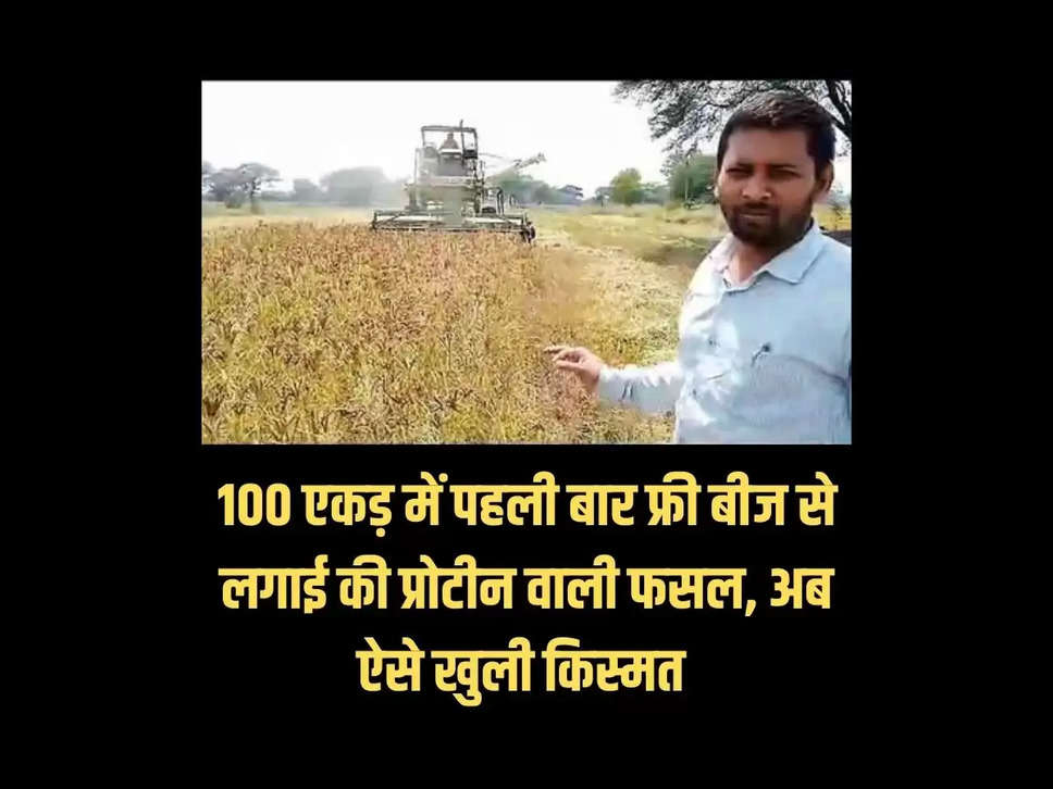 Milets crop in Chhattisgarh , Ragi crop in cg , Chhattisgarh news , ragi crop in mahasamund , farmer in mahasamund , mahasamund local news , mahasamund news"