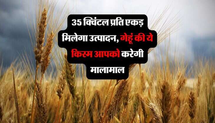 35 क्विंटल प्रति एकड़ मिलेगा उत्पादन, गेहूं की ये किस्म आपको करेगी मालामाल