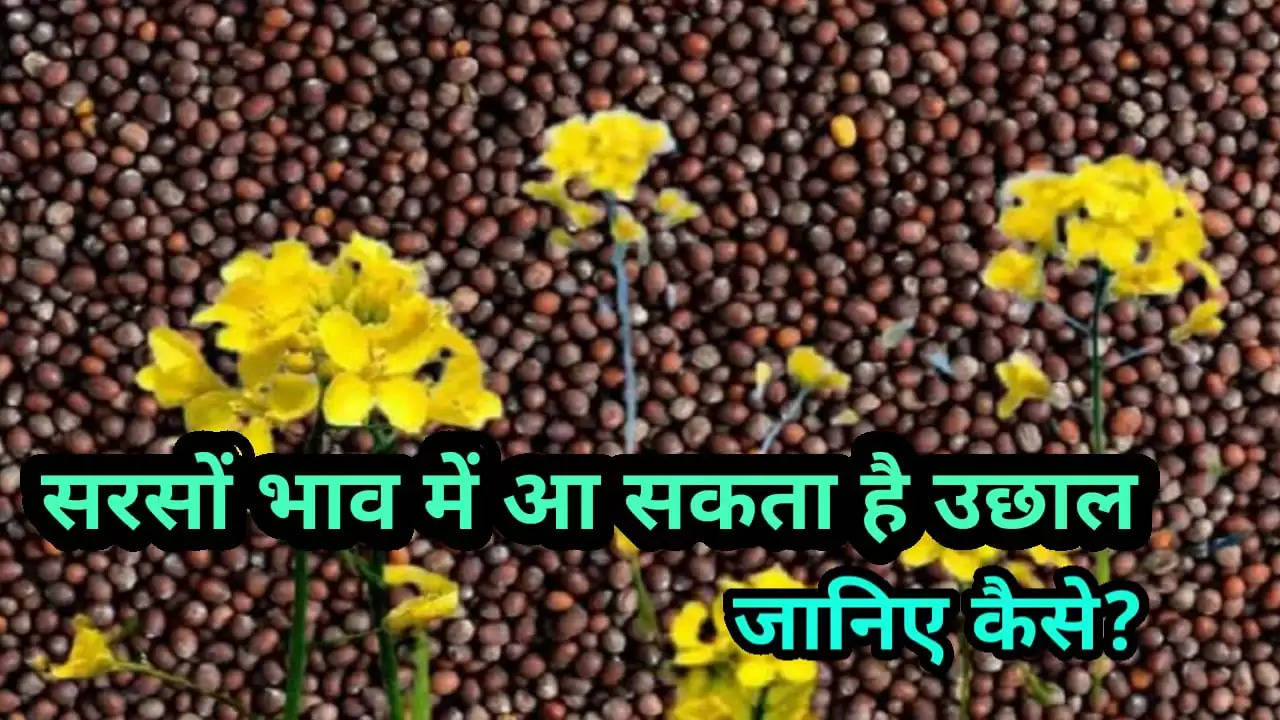 There may be a jump in mustard price