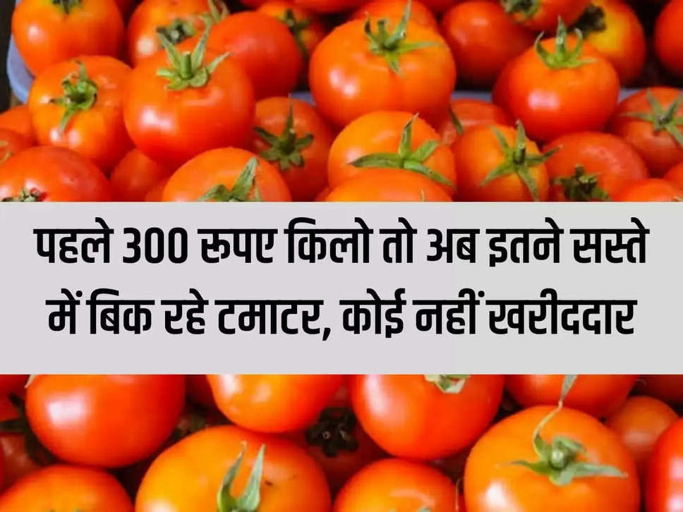 Tomato Price: Earlier tomatoes were being sold at Rs 300 per kg, now they are selling so cheap, no one is a buyer