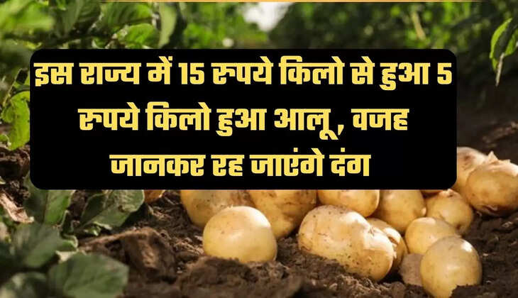 Potato Price