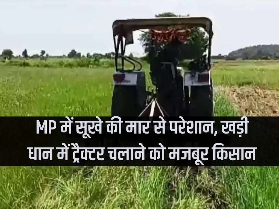 Troubled by drought in MP, farmers forced to drive tractors in standing paddy fields.