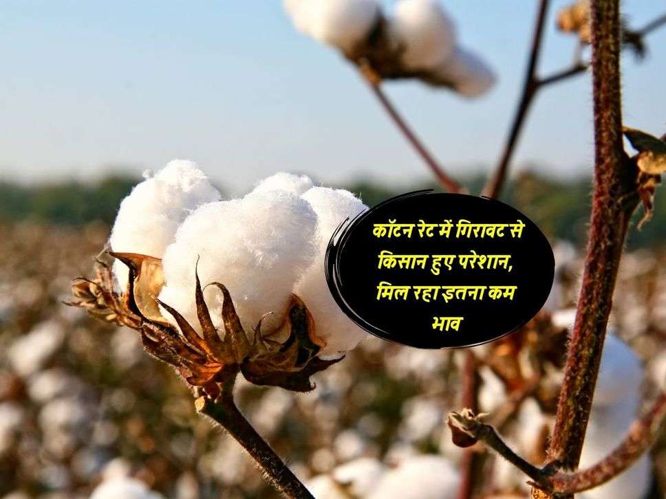 Cotton : कॉटन रेट में गिरावट से किसान हुए परेशान, मिल रहा इतना कम भाव