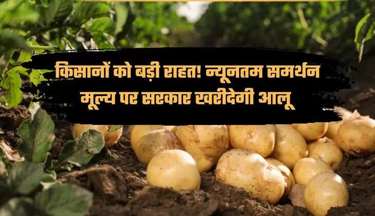 आलू का भाव आलू किसान 