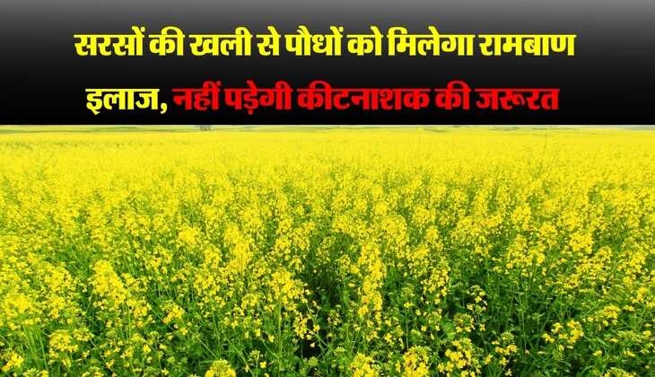 सरसों की खली से पौधों को मिलेगा रामबाण इलाज, नहीं पड़ेगी कीटनाशक की जरूरत 