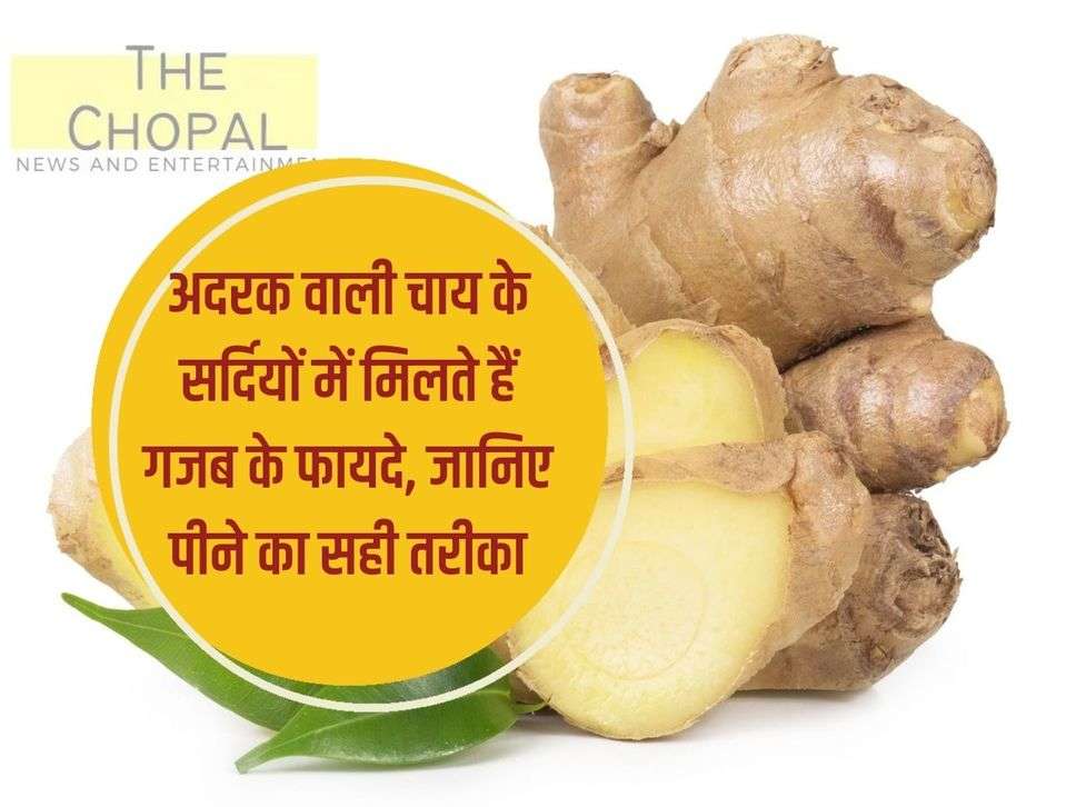 Ginger: Ginger tea has amazing benefits in winter, know the right way to drink it.