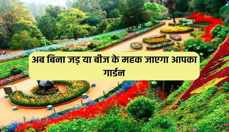 Now your garden will smell fragrant without roots or seeds, adopt this method