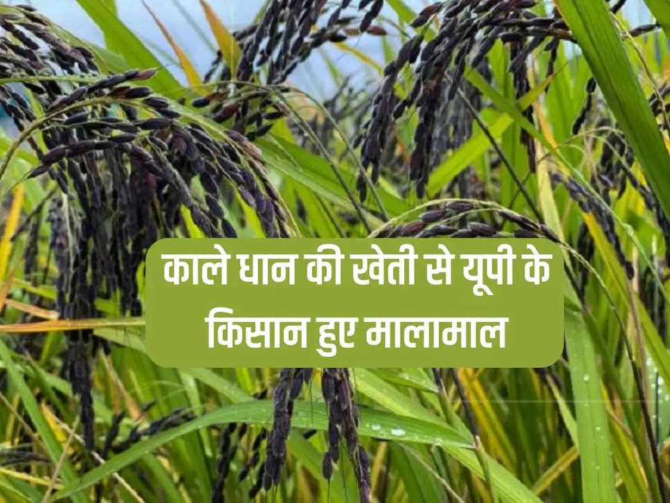 Black Rice Farming: Farmers of UP became rich due to black paddy cultivation, getting bumper yield.