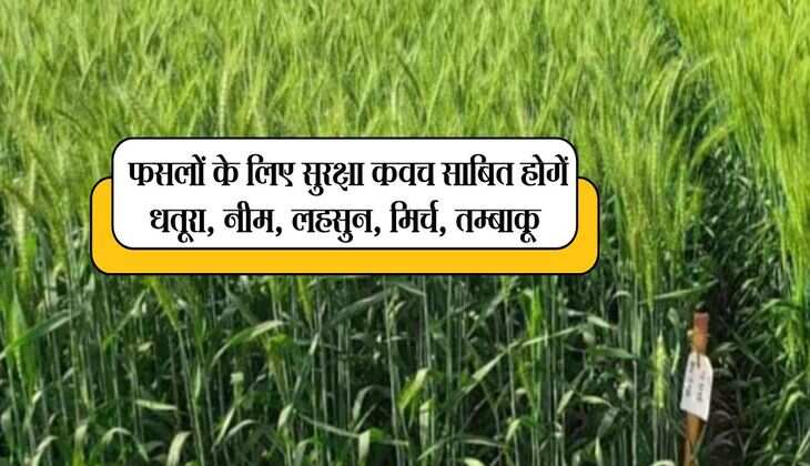 Agricultural tips: फसलों के लिए सुरक्षा कवच साबित होगें धतूरा, नीम, लहसुन, मिर्च, तम्बाकू, इस तरह करे इस्तेमाल