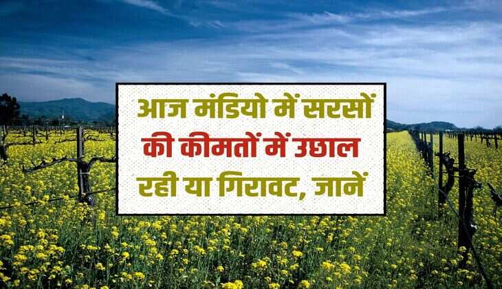 Aaj ke Sarso bhav: Is there a rise or fall in the prices of mustard in the markets today?
