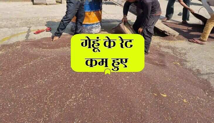 Kota Mandi Bhav: गेहूं के रेट कम हुए, सरसों और अन्य फसलों में कितना उतार-चढाव हुए जानिए