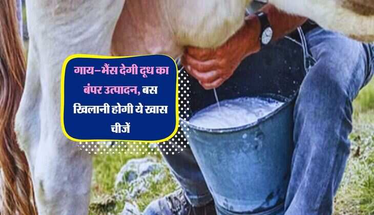 Increase Milk : गाय–भैंस देगी दूध का बंपर उत्पादन, बस खिलानी होगी ये खास चीजें